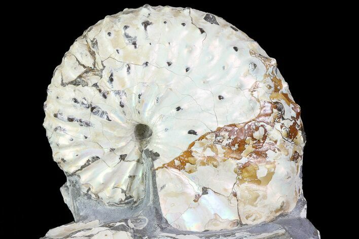 Discoscaphites Gulosus Ammonite - South Dakota #73857